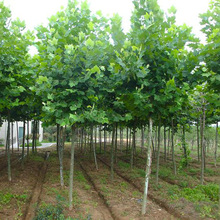 法桐树种子又名法国梧桐树三球悬铃木裂叶悬铃木落叶大乔木种子