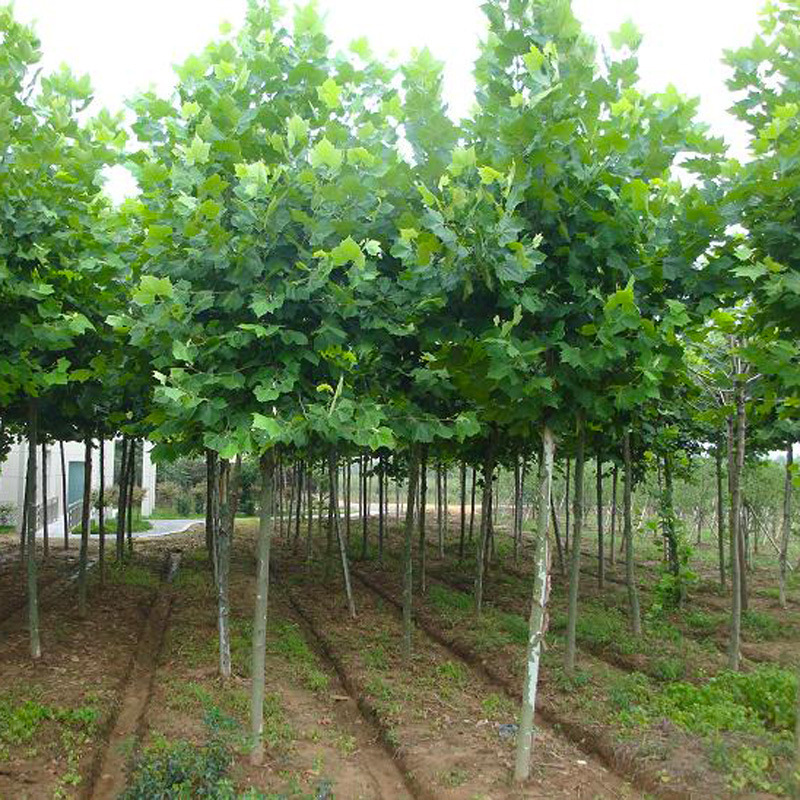 法桐树种子又名法国梧桐树三球悬铃木裂叶悬铃木落叶大乔木种子
