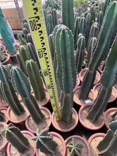 ������ ����� �� ��Ů֮�� ����w�\ ������ ������ �䂐��