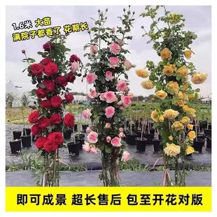 �¼������ٱ��¼��ش������ͥԺ���Nޱ����ֲ�ﻨ���ļ��_��