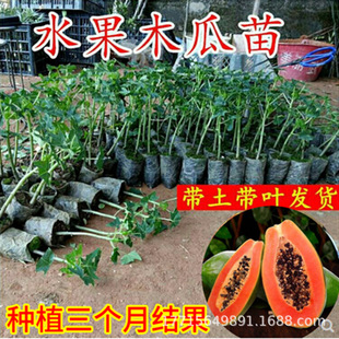 ̨����ľ�Ϙ����Ϸ�����ľ�ϼt��ˮ��ľ�������ţ�̘��箔��Y��