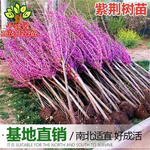 Bauhinia Saplings Outdoor Cold-Resistant Flower Plants Courtyard Shrubs Blooming in All Seasons Greening Project Seedlings Bauhinia Saplings