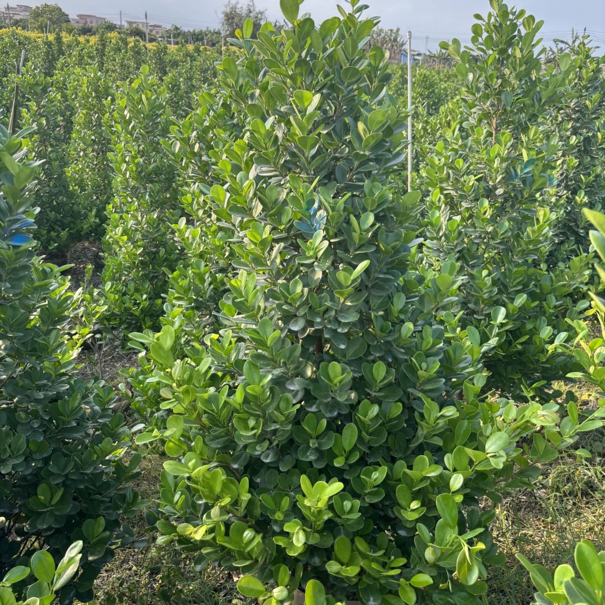 观叶绿植火山榕树工程行道小区篱笆基地一手货源欢迎采购直车发货