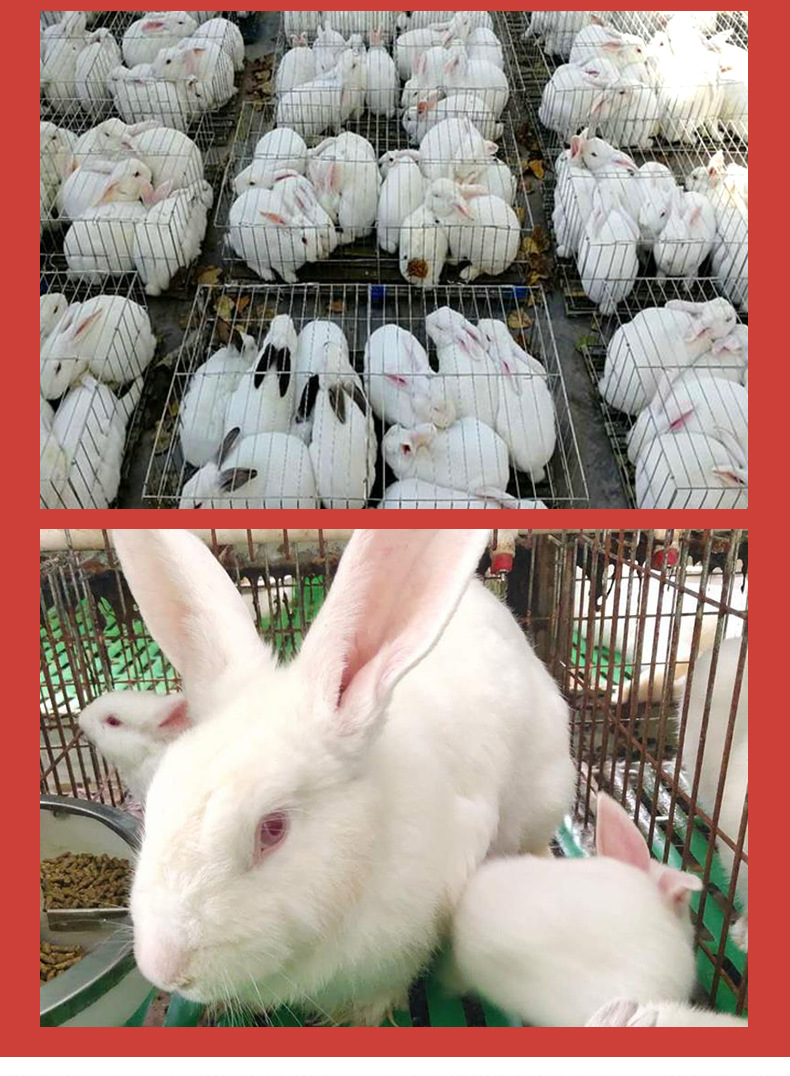 新西兰肉兔详情_05.jpg
