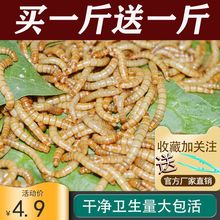 面包虫黄粉虫子活体活虫蝎子仓鼠角蛙鹦鹉八哥画眉小鸟粮食饲料虫