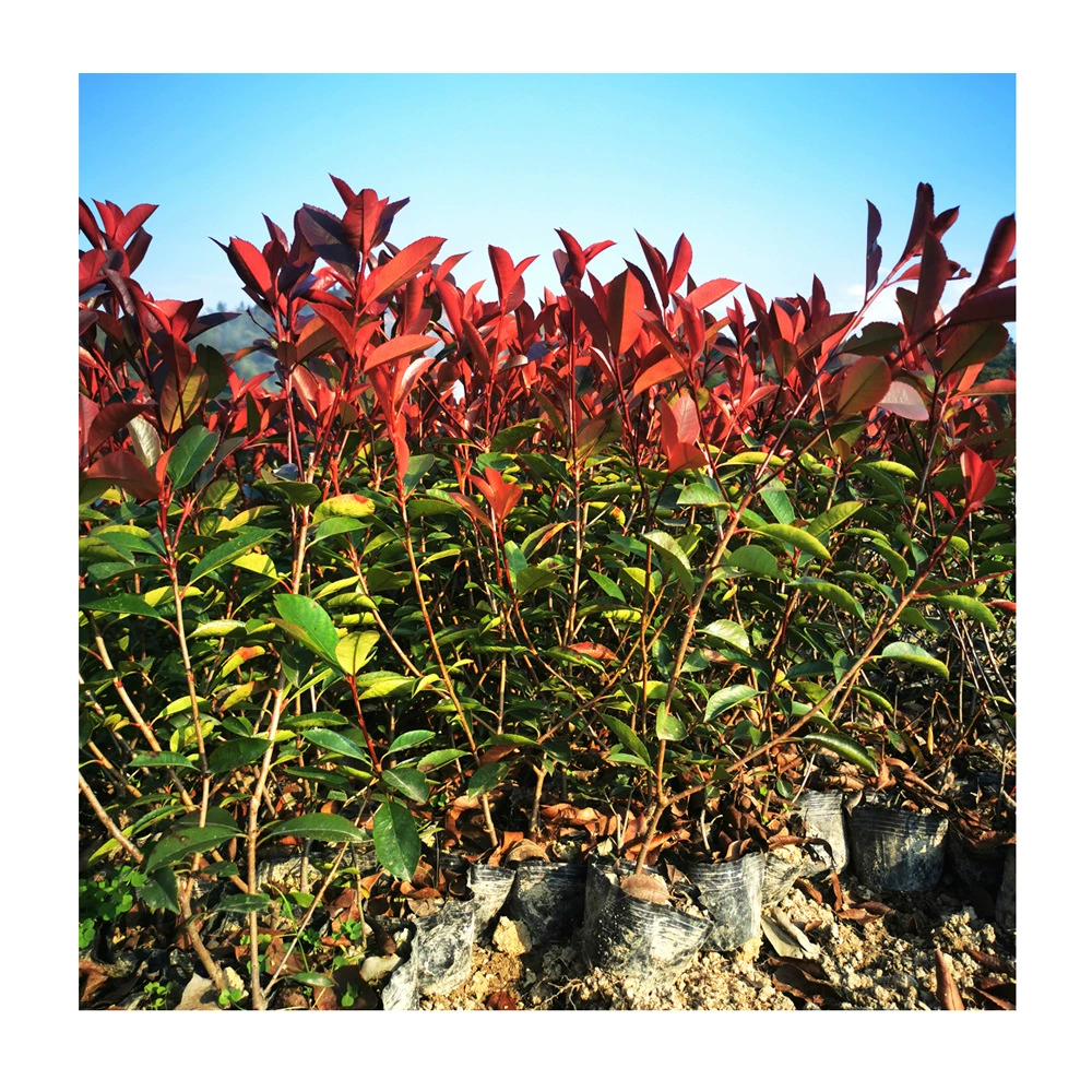 Происхождение оптом саженцы с красными листьями Хизер с красными листьями Маленькие саженцы с красными листьями Хизер с красными листьями в горшках
