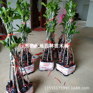 â������̨�r�����ļ��t�F���P�ذ�â�޽Ә���������Ԏ����l؛