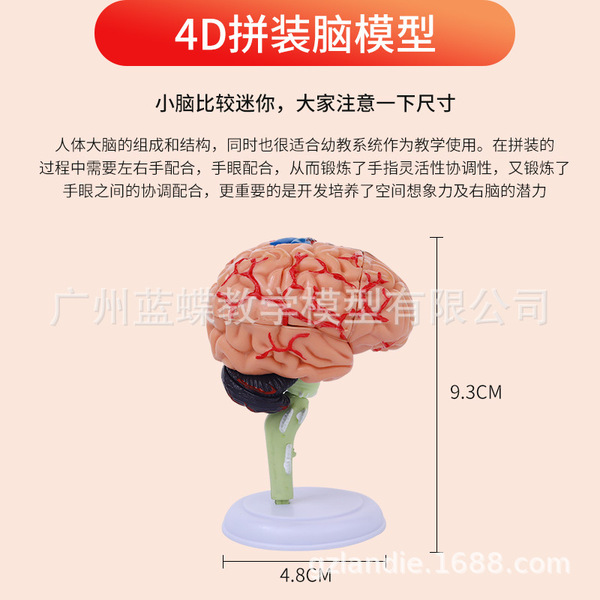 Brain model brain function regional color division model Human brain…