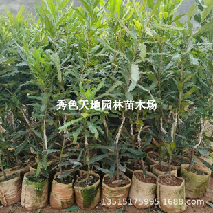 Australian Macadamia Nut Seedlings, Macadamia Nut Seedlings, Grafted and Dwarfed Guangxi Guihe No. 1 Courtyard Planting, Four-Season Planting