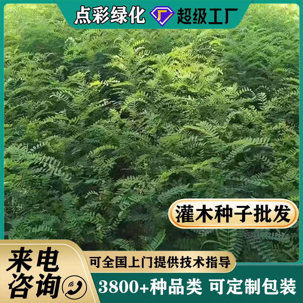 灌木种子紫穗槐刺槐猪屎豆多花木兰银合欢公路绿化护坡固土草种籽
