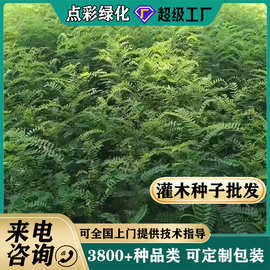 灌木种子紫穗槐刺槐猪屎豆多花木兰银合欢公路绿化护坡固土草种籽