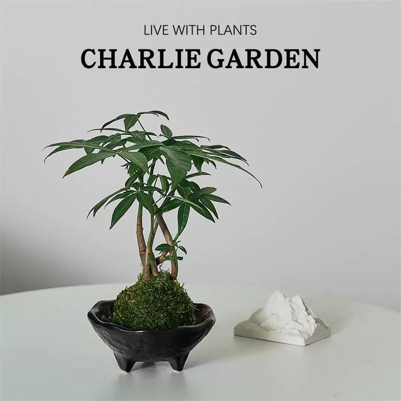 принести богатство и сокровища, дерево, мох, шар, китайский дзен, офис, гостиная, чайный домик, гидропоника, легко выращивать зеленые растения, вечнозеленые круглый год