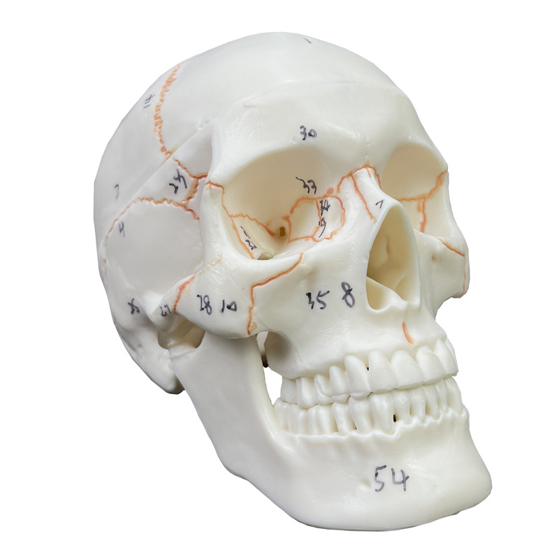 Small medicine art skull model
