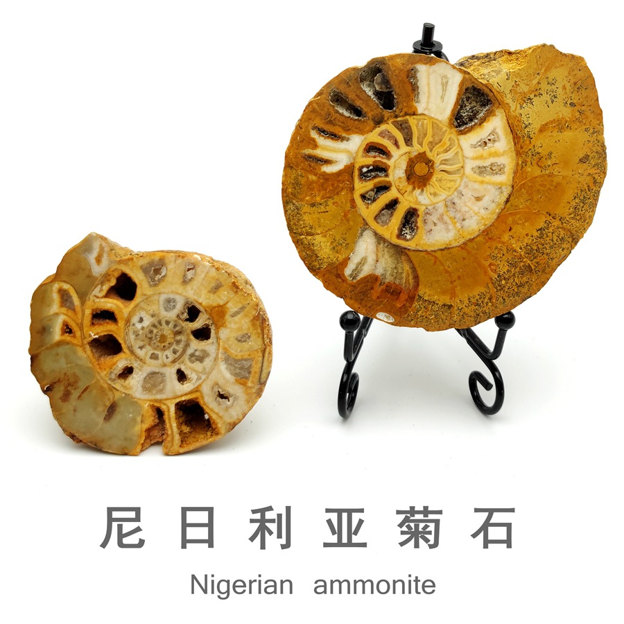 尼日利亚菊石化石原石矿晶荧光矿物斑彩螺七彩螺地质科普教学标本