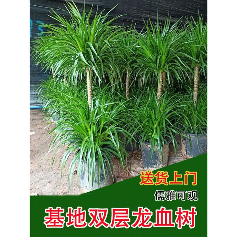 Large Green Plant Dragon Beard Tree Old Stump Dragon Blood Tree Dragon Iron Tree Living Room Office Green Plant Indoor Potted Plant to Purify the Air