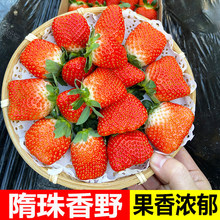 ��ݮ���rˮ����������ɽ�|������Ұ��ݮ�Fժ�ЋDˮ���ǵ��|��ݮ