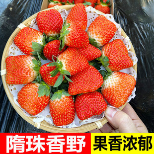 ��ݮ���rˮ����������ɽ�|������Ұ��ݮ�Fժ�ЋDˮ���ǵ��|��ݮ