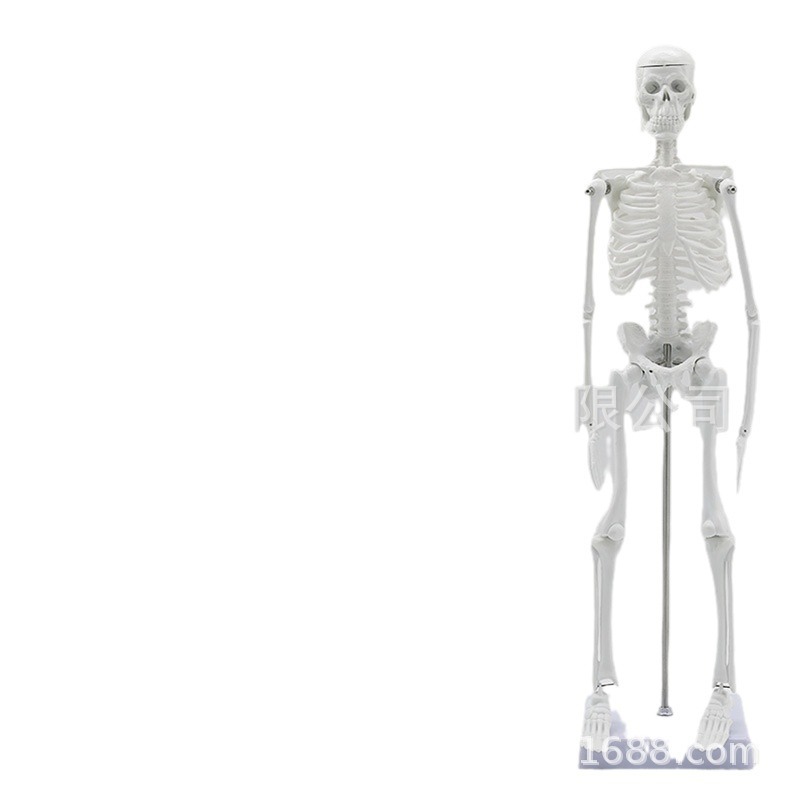 45CM�������ģ�� ҽѧ��ѧģ�� ��������걾 ���ù�ģ��