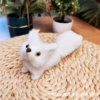 Head-up fox—white