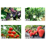 巴斯夫 Кайз 50%гидрамид виноградный клубничный перец перец перец перец стерилизатор Пестициды Милде