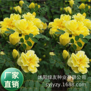 ���l����ľ�N���S��õ�N�Ӽt��õ�Nޱ�N�� �^�p����;�G������ľ