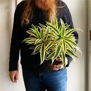 ��߅�ٺ�������ֲ����Ѫ���҃ȿ͏d���W�L���;Gֲ�����՚��ֲ��