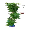 Happy Tree Green Plant wholesale multi -layer green interior office hotel shape is easy to live, live, dry and bright