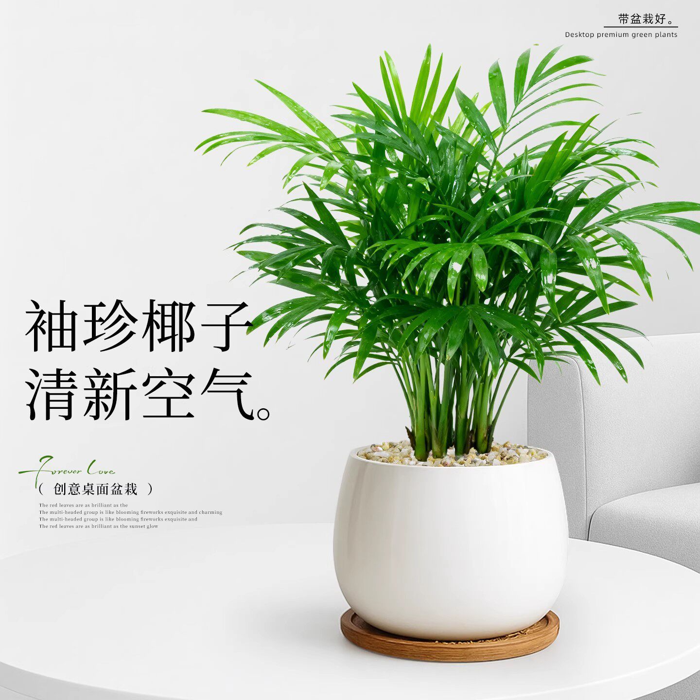 袖珍椰子小盆栽办公室内绿植花卉客厅桌面植物富贵招财好养四季青