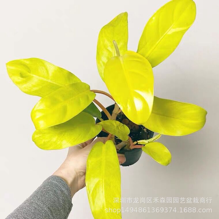 Golden Hom Velva Philodendron Malay GOLD Golden Leaf Tropical Rare…