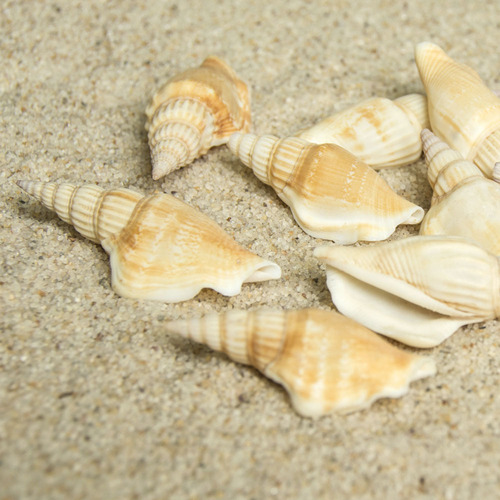 Fuhai Renjia/Swallow-tailed snails, axe-headed snails, raw materials for craft decorations, wholesale of shells and conches