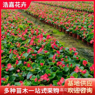 四季海棠鲜花盆栽苗 五一公园摆台花卉 四季道路用苗四季海棠苗