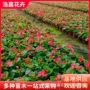 盆栽四季公园道路花卉