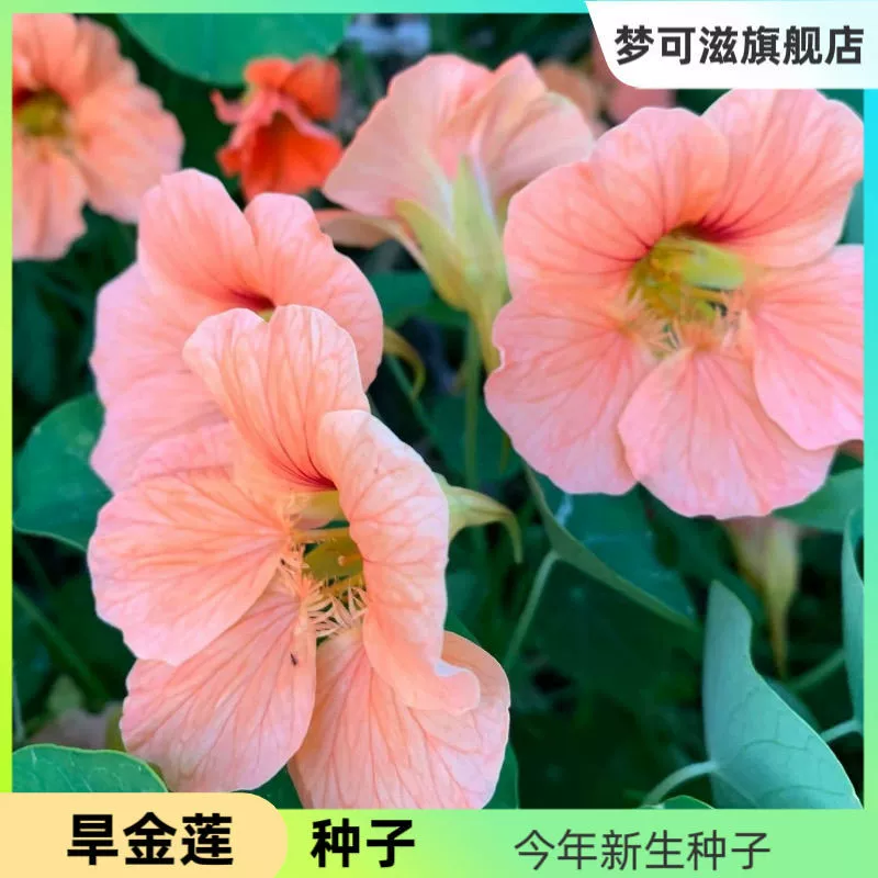 Семена настурции, уличные лотосы, висячие цветы и растения, балкон, домашняя мечта, питательные, легко живущие цветы, горшечные растения круглый год