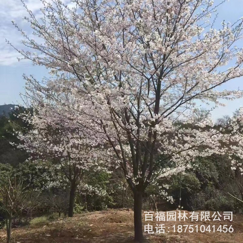 基地批发 日本早樱 苗圃优惠价格 早樱大树小苗 道路小区花灌木-阿里巴巴