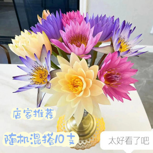 [Live Broadcast Buoyancy] Tropical Water Lily Home Office Hydroponic Fresh Cut Flowers Guangzhou Base Direct Delivery Same City Express