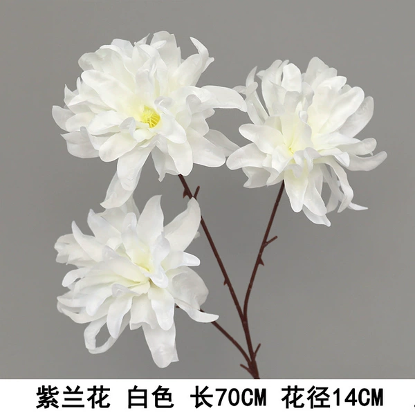 White, orchid