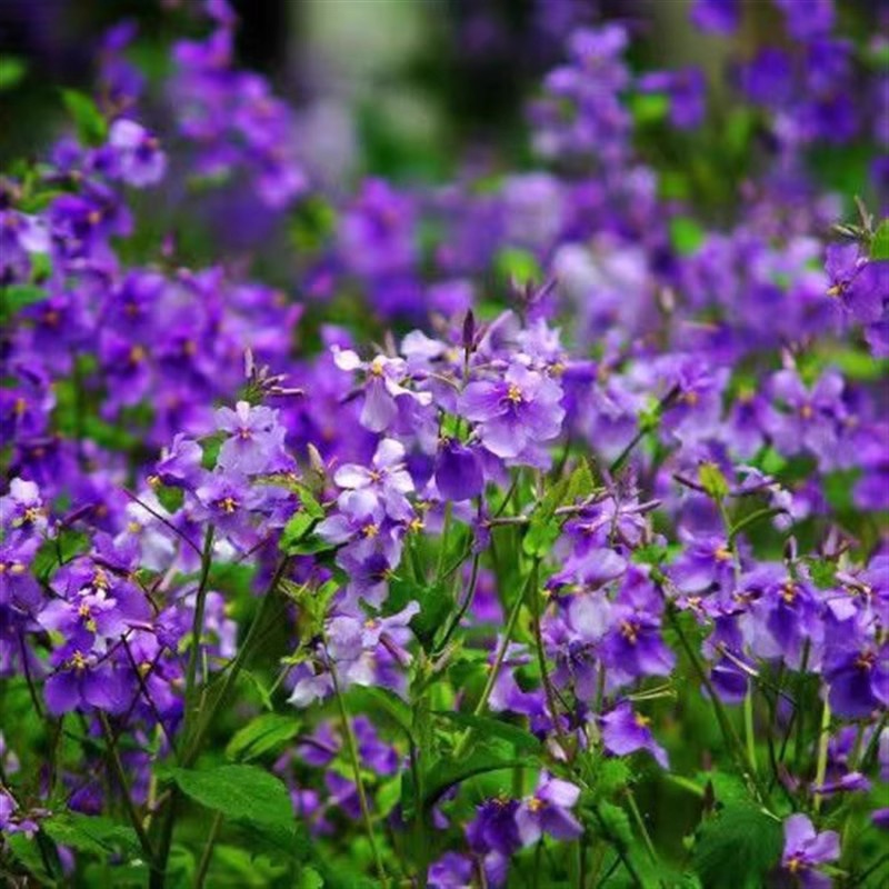 Semillas de flores, semillas de flores.