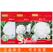 种都高科万众瑞松65/85/108天花椰菜种子台湾青梗松花菜早中晚熟