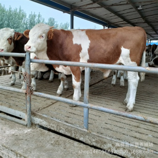 ţ�� �Sţ�Bֳ���������T����ţ����ţ���N��ţ�ټ���ţ�Bֳ