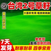 台湾2号草籽草坪种子结缕草矮生四季青种子台湾草草种台湾青草籽