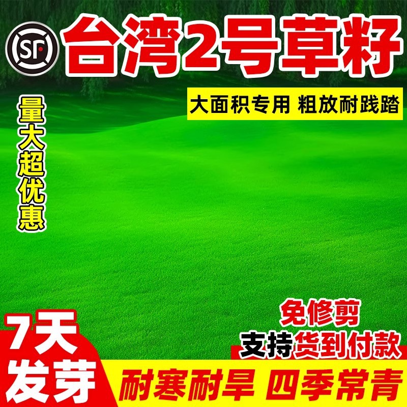 台湾2号草籽草坪种子结缕草矮生四季青种子台湾草草种台湾青草籽
