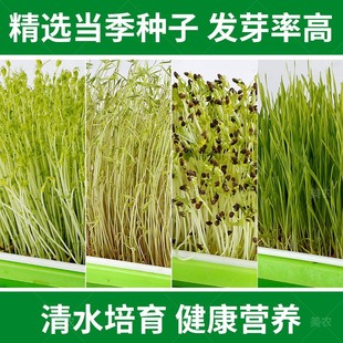 ���r�Rѿ��˷N���}�������㶹ˮ��N�Ӽ��ϷN���҃ȶ����߲˷N��