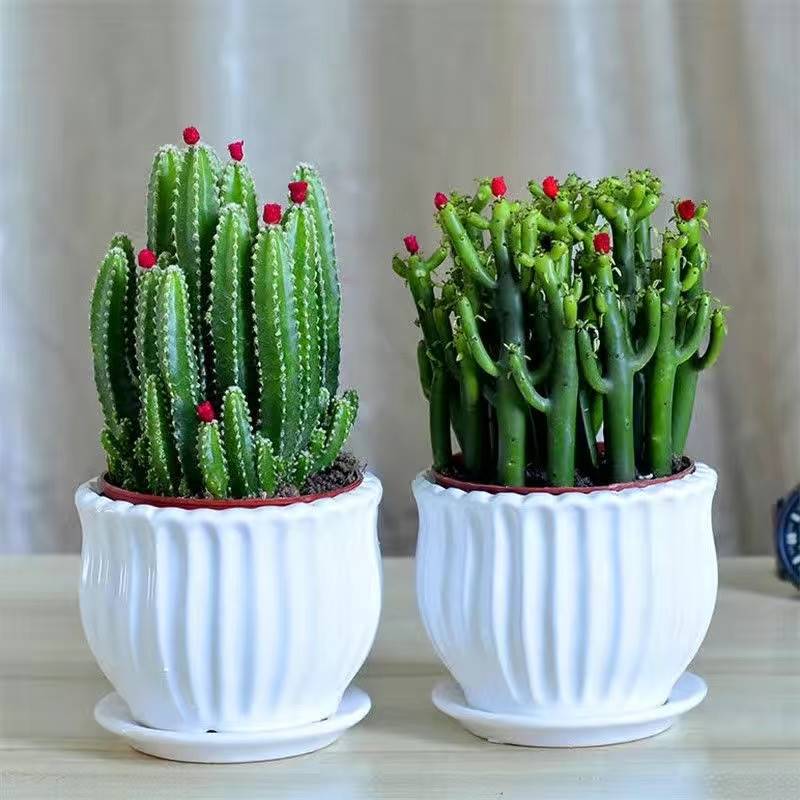 Succulent Cactus Potted Plant for Living Room, Indoor Office Desktop, Easy to Care For, Formaldehyde Absorbing