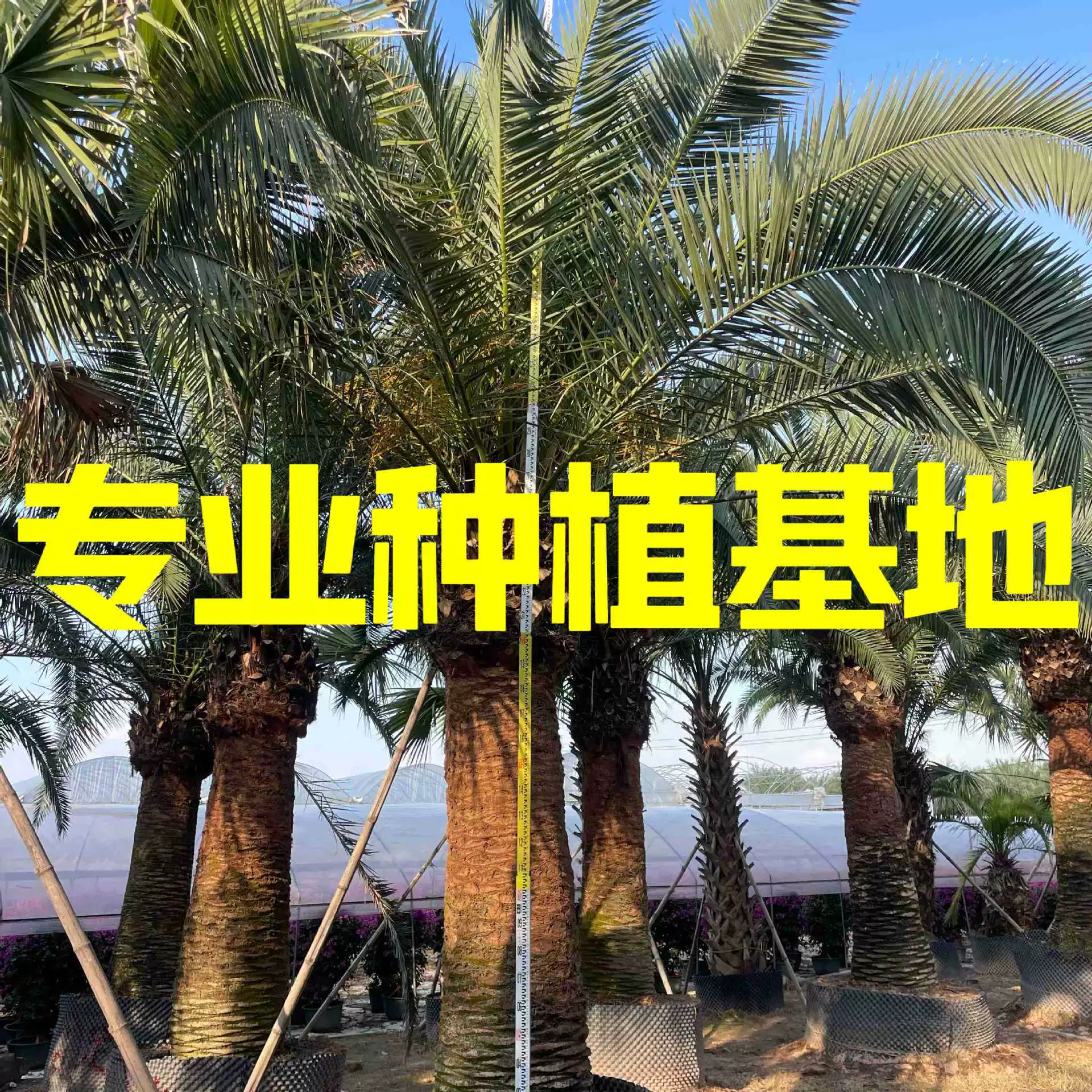 Цитаты цен на финиковые орехи из Канарского моря Гуандун, цены на финиковые орехи из Канарского моря Чжэцзян, оптовая продажа финиковых орехов из Канарского моря Фуцзянь