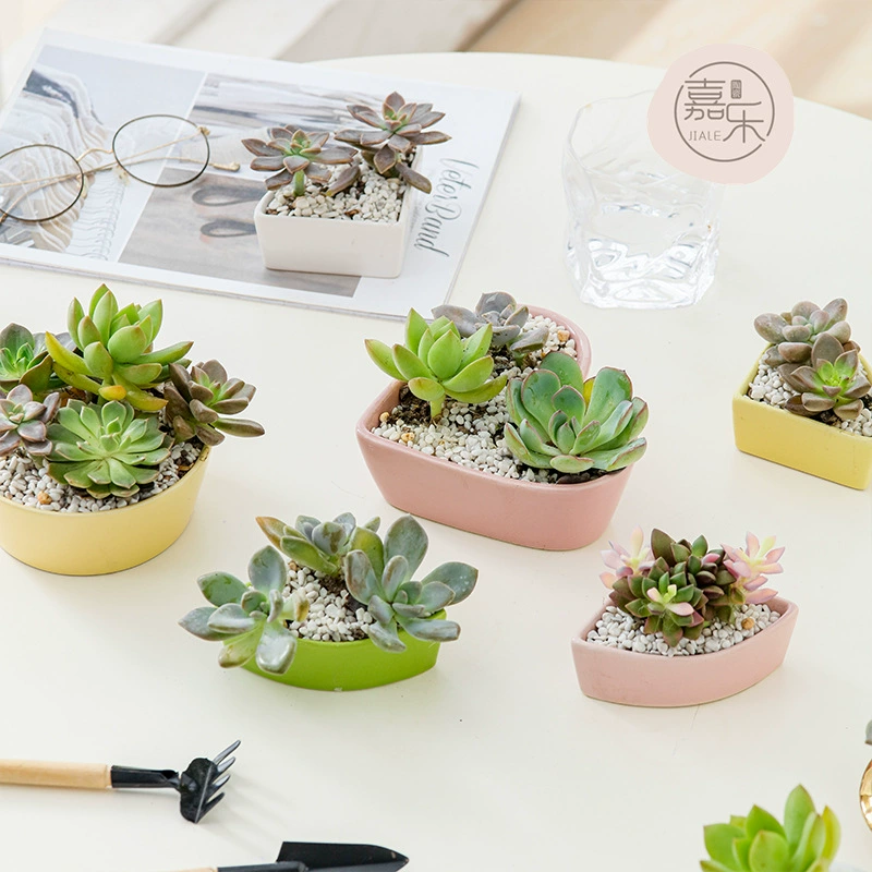 Внешняя торговля Творческий настольный мини-цветочный горшок украшения офис нерегулярный зеленый горшок для растений мультфильм Садоводство мясистый маленький цветочный горшок