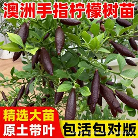 盆栽;园林果树;乔木