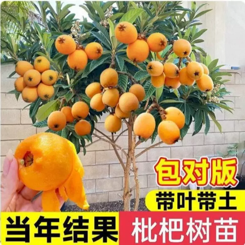 枇杷苗树果树果苗庭院嫁接水果树盆栽特大无核砂糖枇杷树苗耐寒