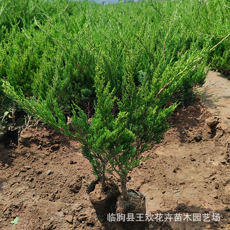 Миниатюрные кипарисы в горшках, ландшафтные саженцы, кипарисы для инженерного озеленения, кустарники, цветы, кипарисовые изгороди, оптовая продажа растений