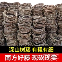 太保葡萄婚麦藤条红山藤蔓叶树藤干假老藤枯藤管道树枝植物深山藤