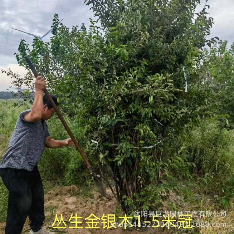 Саженцы золотого и серебряного дерева, крупномерные саженцы золотого и серебряного дерева, саженцы для инженерного зеленения, садовое и парковое зеленение.